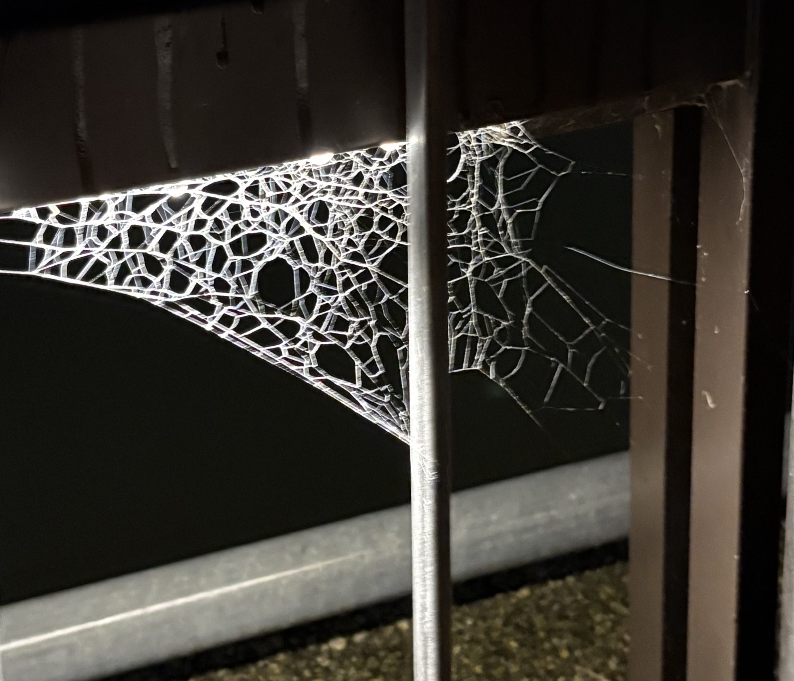 Dear Sumida River Walk spiderwebs that I haven’t stopped thinking about since we first met,